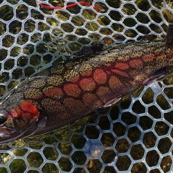秋晴れのフィッシングパーク高島の泉で釣りまくる